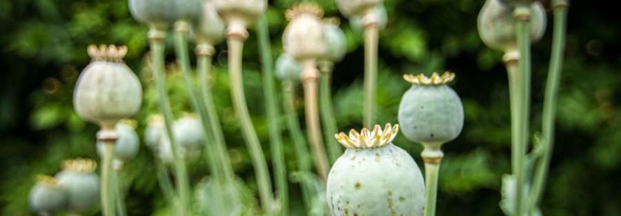 opium buds