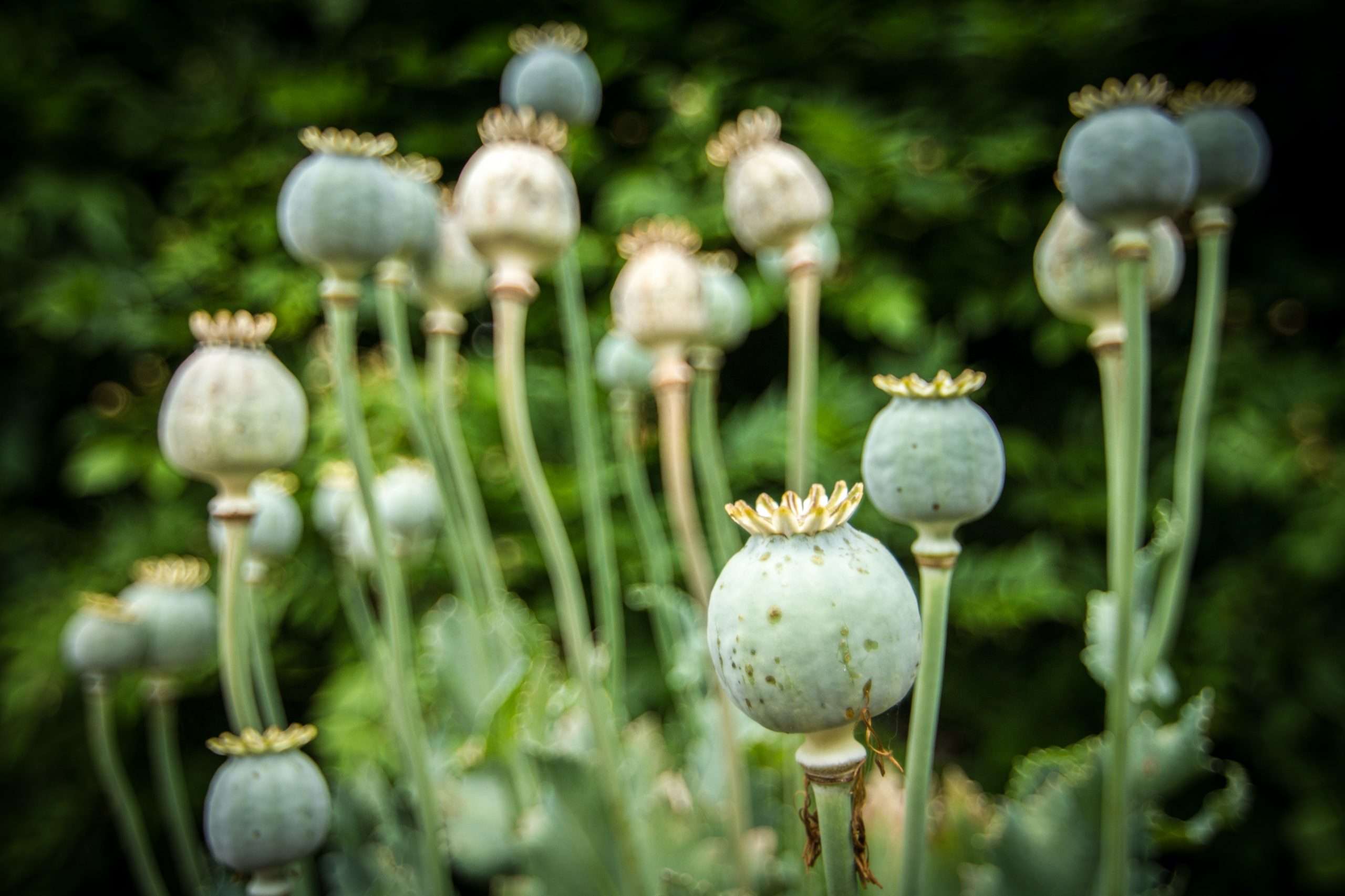 opium buds
